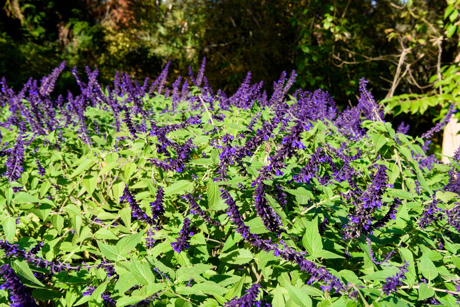 What is Patchouli? What Does Patchouli Smell Like?