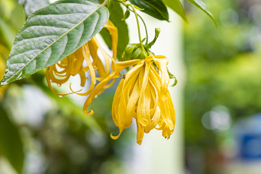 What is Ylang Ylang (Cananga odorata)? What are the Spiritual Benefits of this? You should know